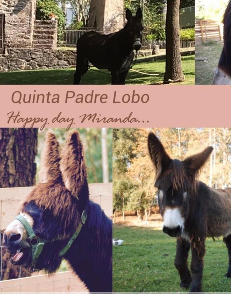 Quinta Padre Lobo Guest House Santa Maria da Feira Bagian luar foto